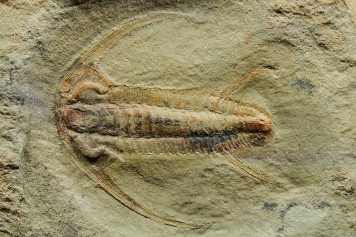 Early Cambrian Trilobite (Perrector) - Tazemmourt, Morocco #376931